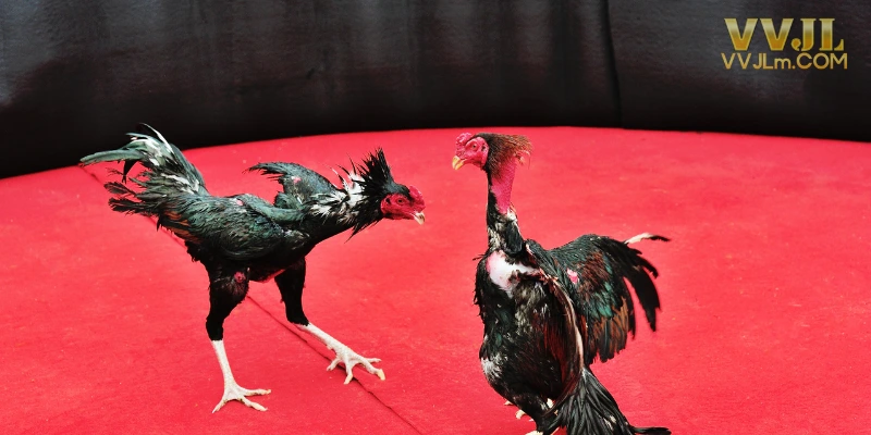 4K Cockfighting An Online Arena
