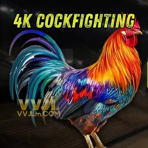 Vvjl – 4K Cockfighting: A Vibrant Arena for Passionate Chicken Keepers