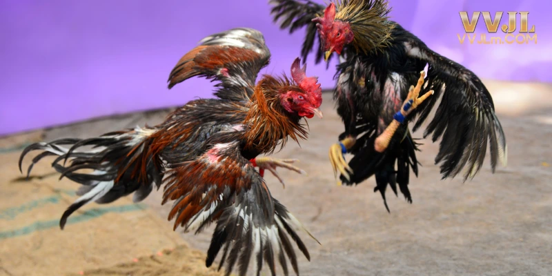 The Leading 4K Cockfighting Provider